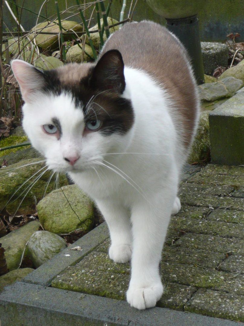 hete poes zoek slavin hete poes zoek slavin