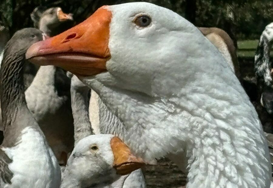 Gans in Ganzenparadijs ’tevreden en ontspannen’ en krijgt naam Bommel
