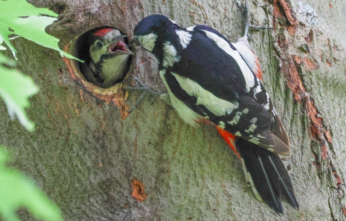 Specht in park had jong(en); gemeente komt snel met beantwoording