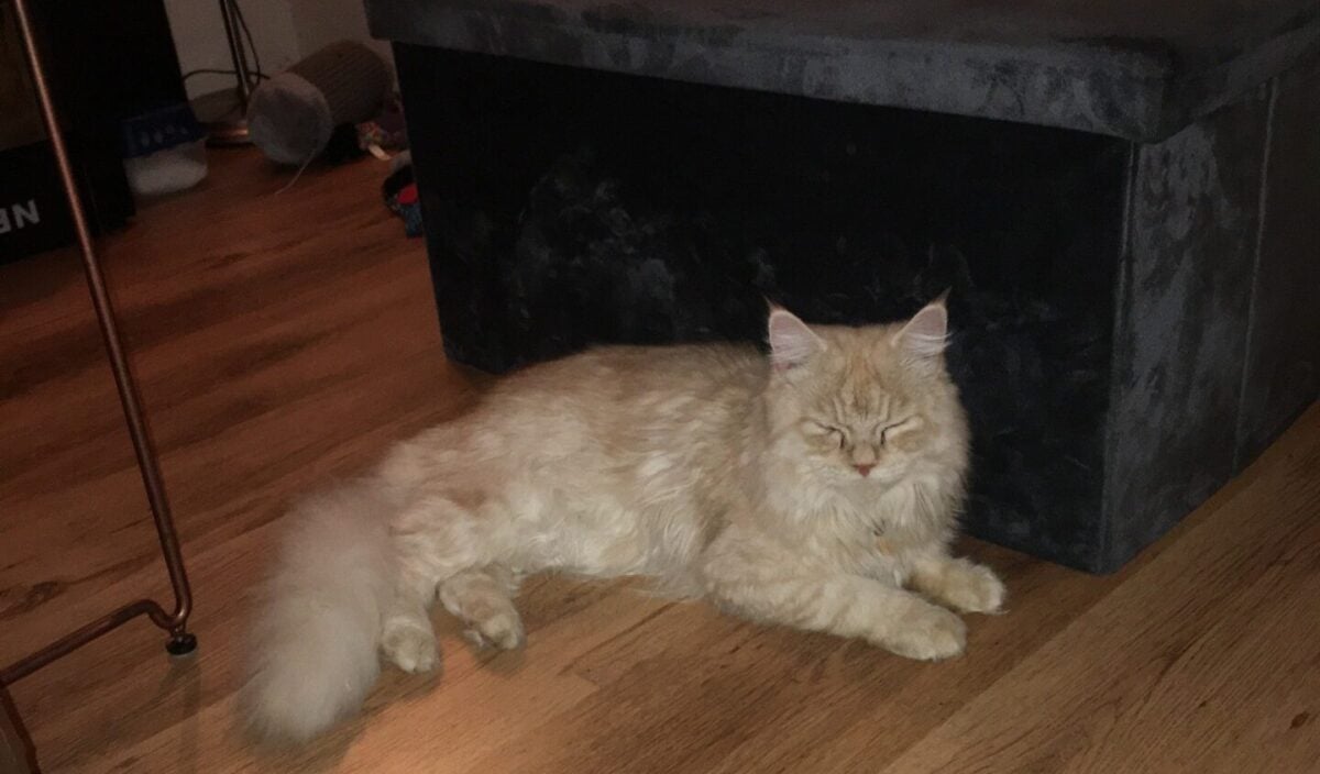 Ontsnapte huiskat Isam nu al twee weken vermist