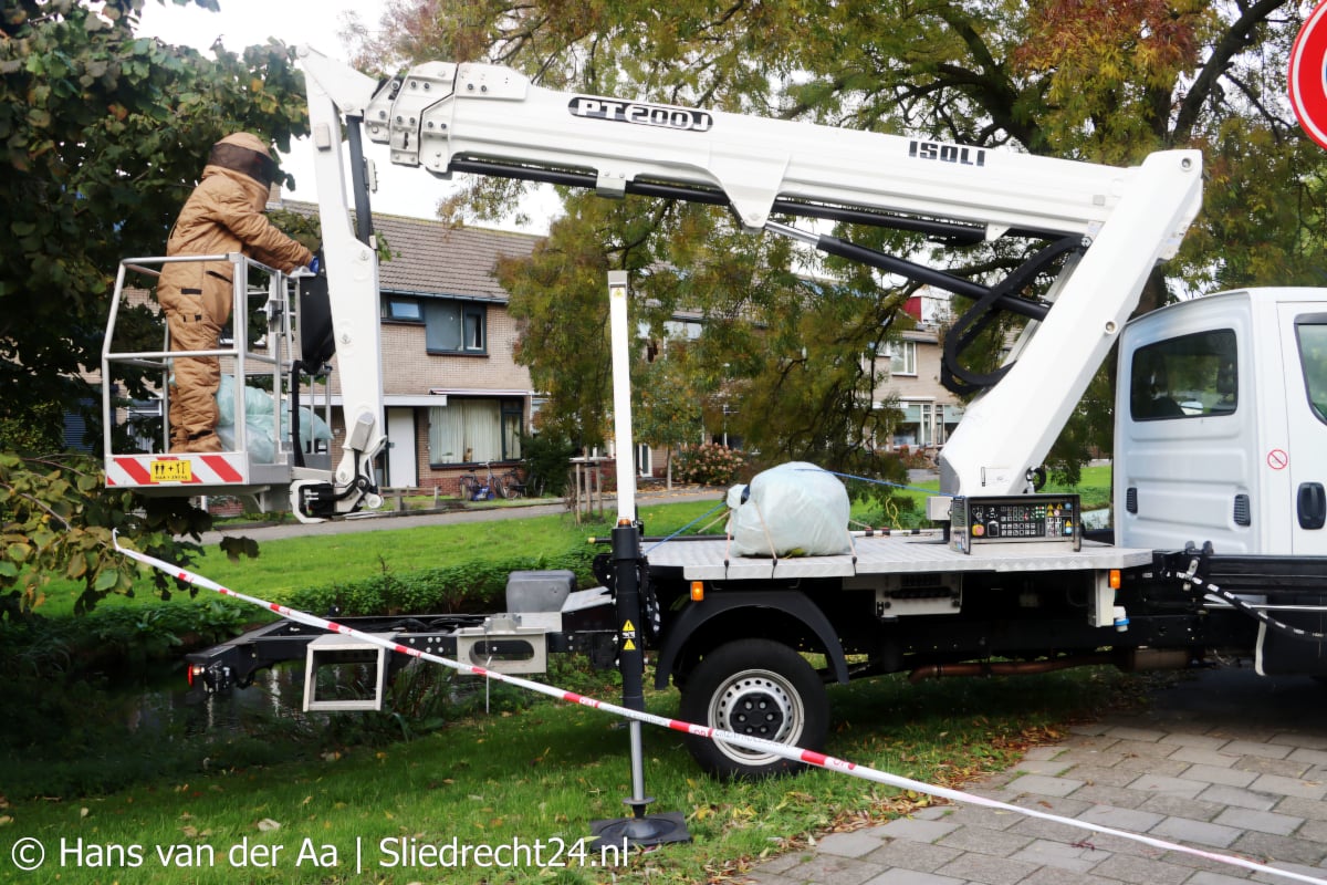 Gemeente laat nesten Aziatische hoornaars verwijderen