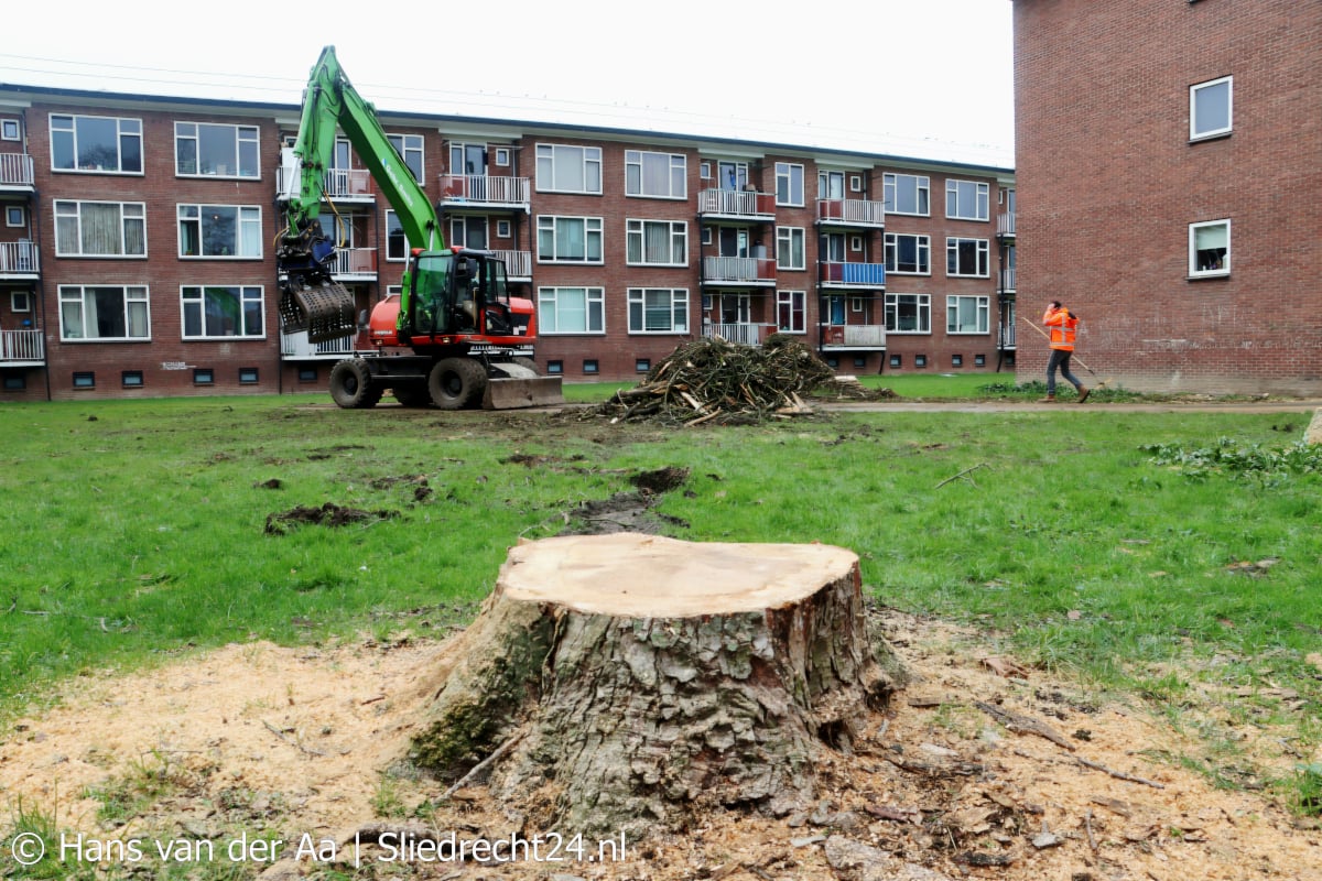 Kap esdoorns kwam niet onverwacht; bomen waren ziek en in slechte staat