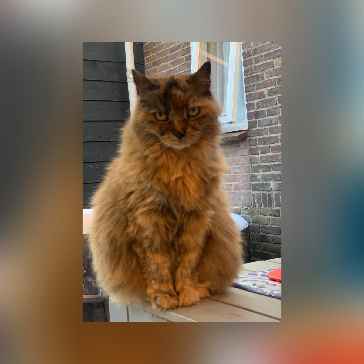 Zorgen om verdwenen oude poes Rosa