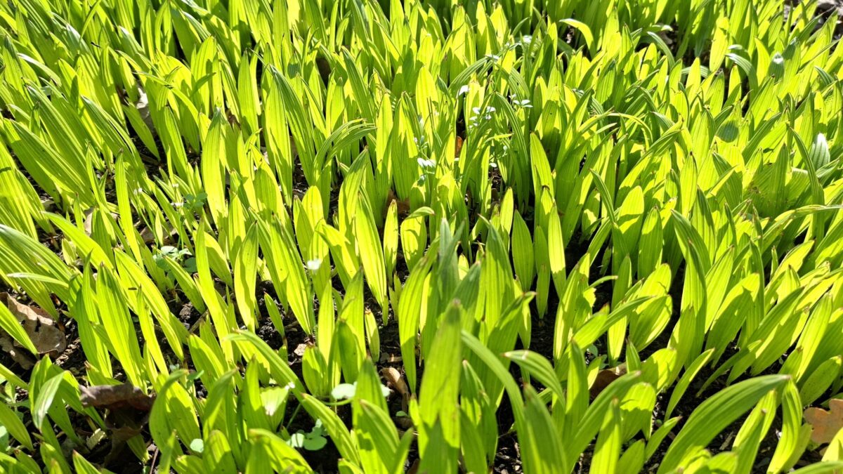Sliedrechtse Tuindag zet tuinieren, vergroenen en ontmoeten centraal
