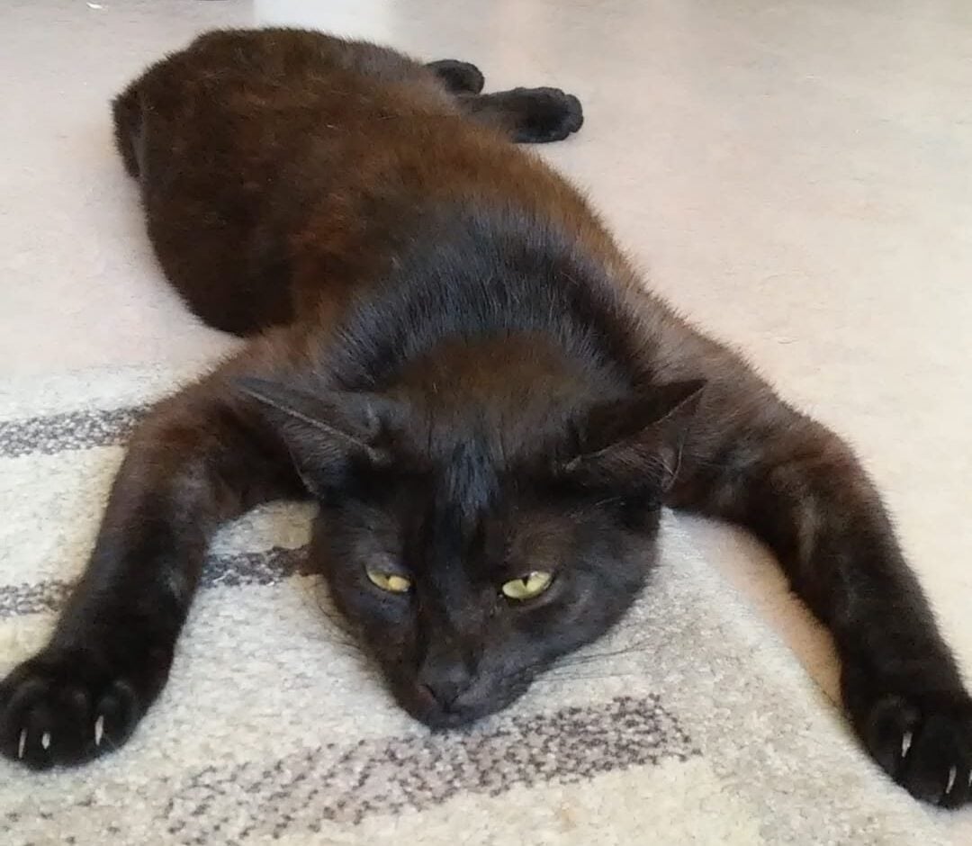 Geen spoor van kater Baruch, die al bijna anderhalve maand zoek is