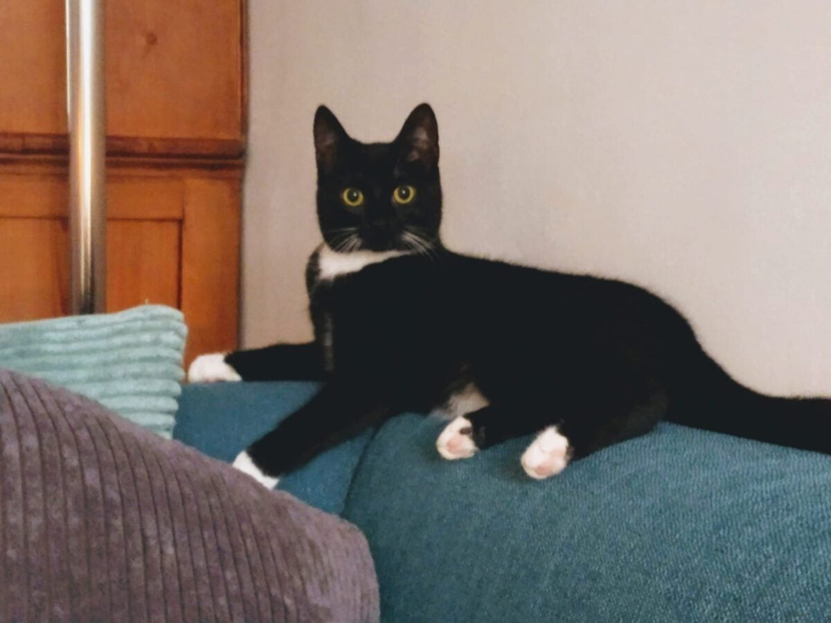 Poes Cleo is zoek; nu al dagen vermist en het is warm