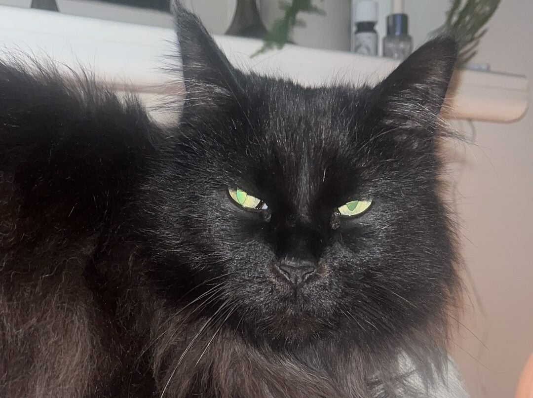 Poes nu al weken zoek; waar zit Pinky?