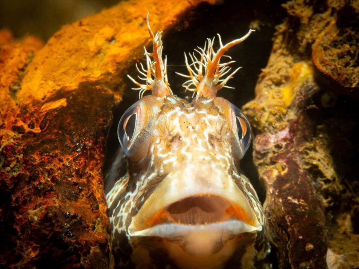 Onderwaterfoto’s krijgen plaatsje in etalage Sjeun Optiek by Floris