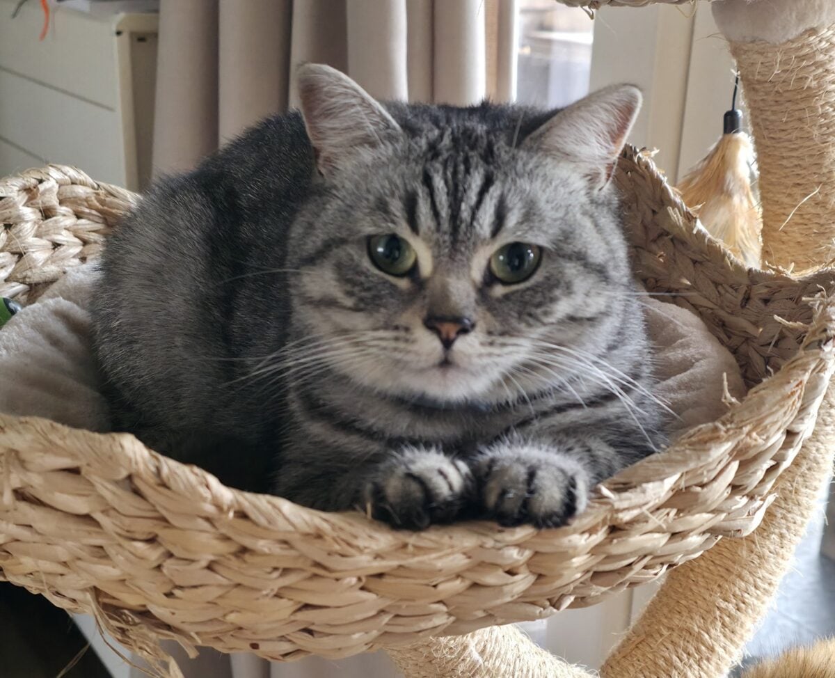 Waar is Catootje? Poes al dagen vermist